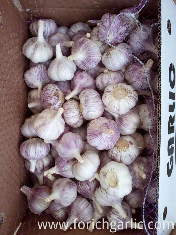 Normal White Garlic